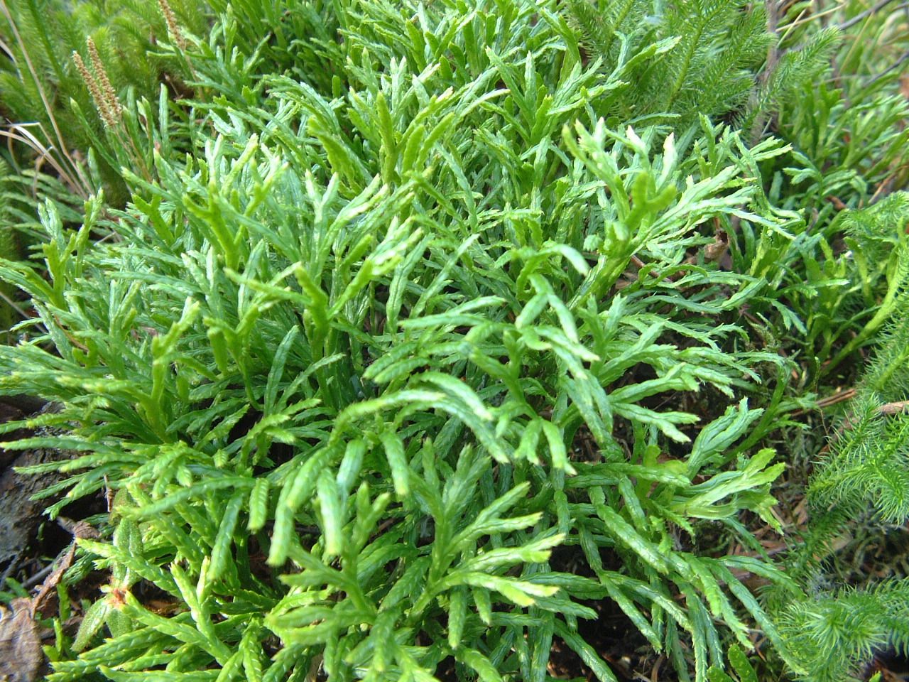 植物药材
