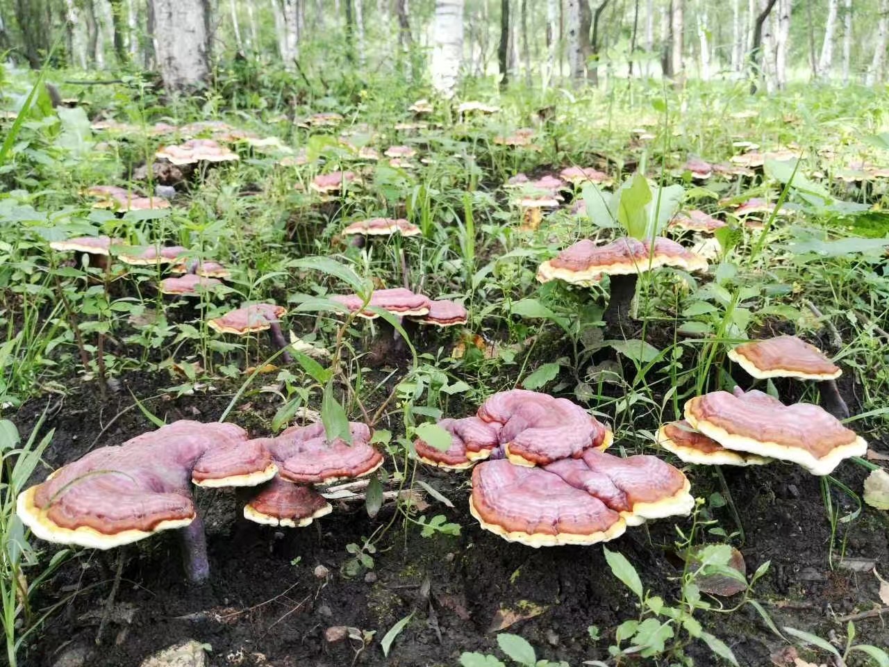 菌物药材